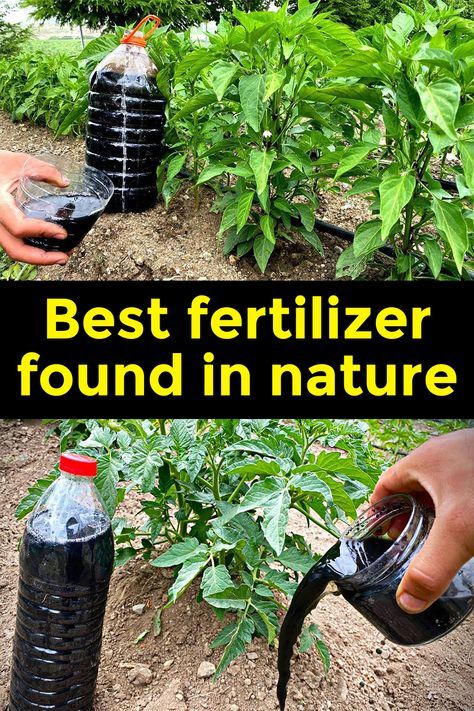 Nettle Fertilizer, Fertilizer For Vegetable Garden, Growing Mushrooms Indoors, Natural Plant Fertilizer, Diy Fertilizer, Garden Watering System, Hydroponic Farming, Planting Tips, Sustainable Gardening