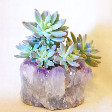 Crystal Room Decor, Winter Market, Growing Crystals, Beautiful Terrariums, Succulent Garden Design, Crystal Garden, Succulent Gardening, Ideas Hogar, House Plants Decor