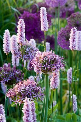 Planting Combinations, Purple Garden, Plant Combinations, Dream Garden, Garden Flowers, Cottage Garden, Garden Inspiration, Gardening Ideas, Flowers Plants