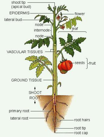 Plant Anatomy Tanaman Tomat, Planting For Kids, Flower Cartoon, Plant Structure, Trendy Plants, Tomato Plant, Cartoon Clip, Parts Of A Flower, Garden Veggies