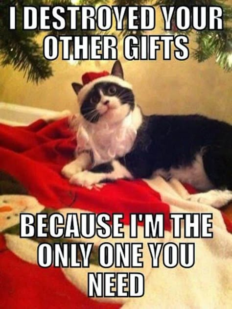 Cheer Presents, Funny Merry Christmas Memes, Merry Christmas Meme, Christmas Memes Funny, Animals Jokes, Merry Christmas Funny, Christmas Memes, Photos Funny, Black And White Cat