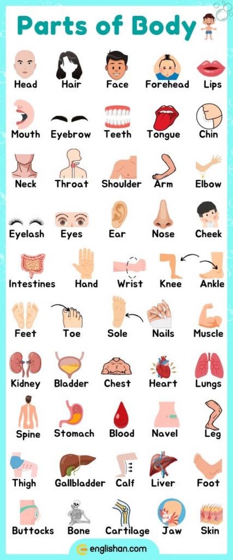 Body Vocabulary English, Parts Of The Body For Kids, Body Name In English, Parts Of Body Name, Body Parts Name, Visual Vocabulary, Body Name, Basic English Grammar Book, Parts Of Body