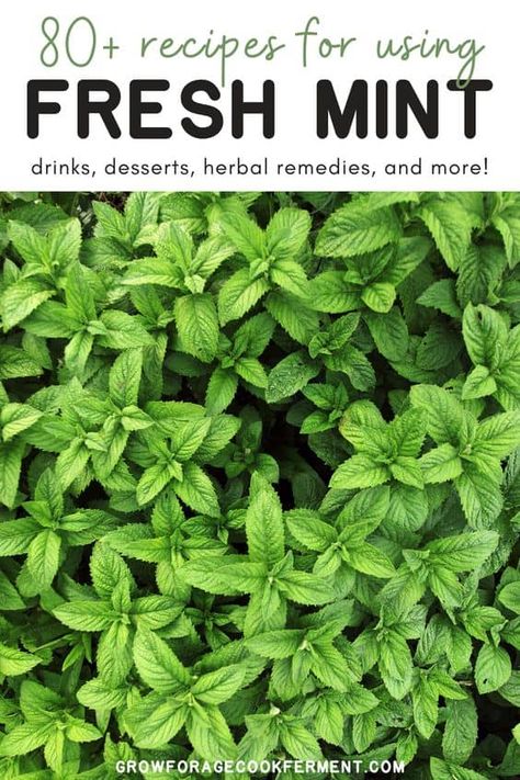 Mint Herb Recipes, How To Preserve Mint, Herb Recipes Food, Cooking With Herbs Recipes, Things To Make With Mint Leaves, Recipes Using Mint Leaves, What To Do With Fresh Mint, Fresh Mint Uses, Recipes With Fresh Mint