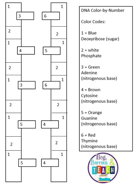 DNA color-by-number to teach the nucleotides and base pairs of DNA.  Life Science: DNA Dna Worksheet, Dna Activities, Dna Facts, Dna Lab, Dna Fingerprinting, Physics Formulas, Ap Biology, Chemistry Notes, Teaching Biology