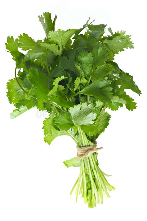 Coriander Bunch. Isolated on white , #ad, #Bunch, #Coriander, #white, #Isolated #ad Coriander Plant, Birthday Wishes Songs, Recipe Images, White Image, Birthday Wishes, Stock Images Free, Photo Image, Herbs, Stock Photos