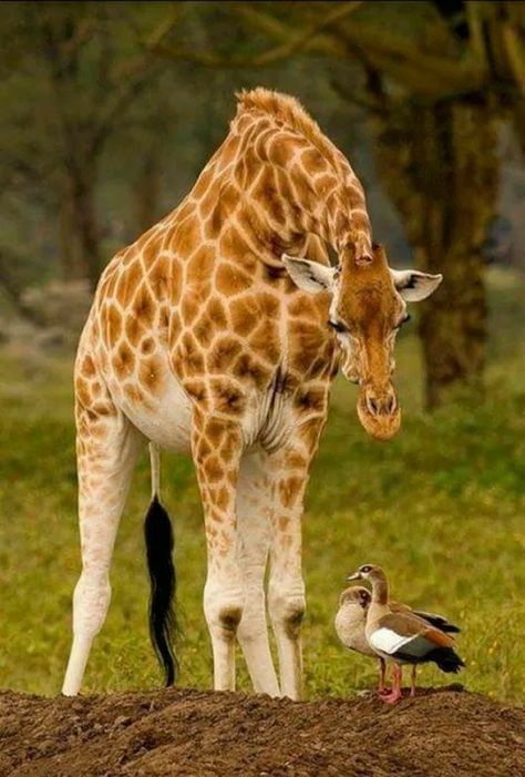 So very cute Egyptian Geese, Landscaping Photography, Summer Nature Photography, Animals Photography, A Giraffe, Landscape Photography Nature, Photography Landscape, African Animals, Photo Photo