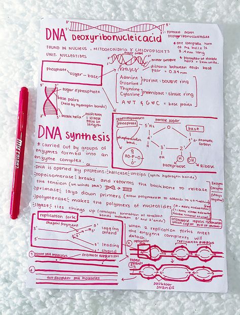 #neathandwriting #neatnotes #prettynotes #dna Dna Study Notes, Dna Aesthetic Notes, Biology Dna Notes, Structure Of Dna Notes, Dna Structure Notes, Honors Biology Notes, Dna Notes Aesthetic, Dna Notes Biology, Dna Replication Notes