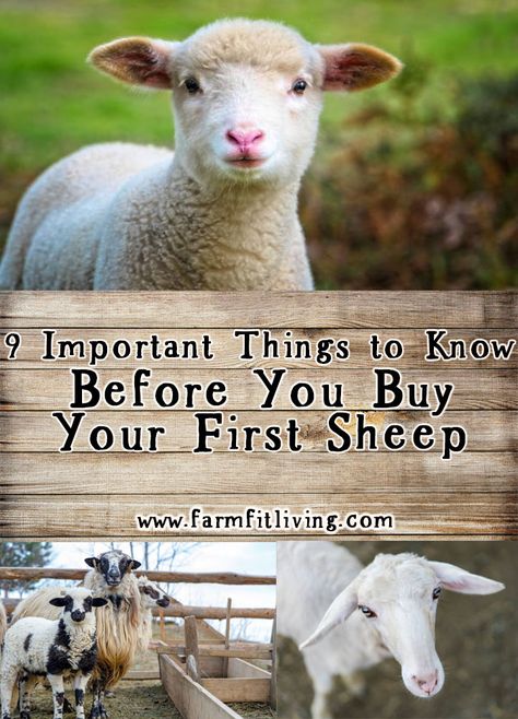 Miniature Sheep Breeds, Caring For Sheep, Dairy Sheep Breeds, Breeds Of Sheep, Raising Sheep For Beginners, Sheep Shelter Ideas, Raising Lambs, Sheep Fencing, Sheep Homestead