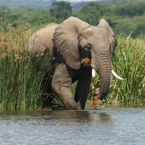 The beauty of Murchison Falls is unmatched. It's the place where nature's power and elegance meet. Book a safari today: https://www.murchisonfallsnationalparkuganda.com/ #Murchisonfalls #murchisonfallsuganda #murchisonfallsinuganda #murchisonnationalpark #murchisonfallspark #murchisonPark #murchisonfallsnationalpark Murchison Falls, Bat Cave, Nile River, Safari Adventure, Cultural Experience, Giraffes, Activity Games, Adventure Awaits, Queen Elizabeth