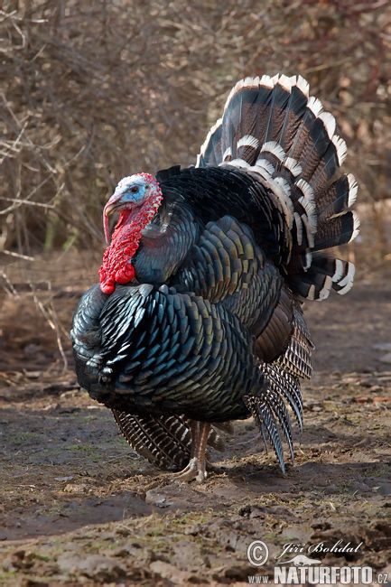 Domesticated turkey Live Turkey Pictures, Picture Of A Turkey, Turkey Pictures Image, Turkey Animal, Turkey Picture, Turkey Pictures, Domestic Birds, Pictures Of Turkeys, Black Turkey