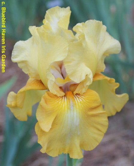 Yellow Flowers Names, Yellow Iris Flower, Yellow Iris, The Color Yellow, Tall Bearded Iris, Iris Garden, Iris Flower, Bearded Iris, Floral Photography