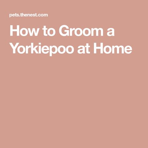 How to Groom a Yorkiepoo at Home Dog Conditioner, Yorkie Poo, Detangler Spray, Tangled Hair, Dog Shampoo, Toy Poodle, Cotton Ball, Yorkshire Terrier, Washing Clothes