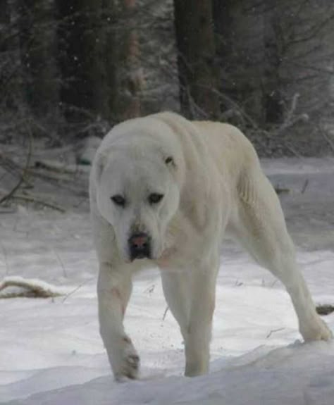 Alabai Dog, Central Asian Shepherd, Pet Anime, Kangal Dog, Caucasian Shepherd, Livestock Guardian Dog, Big Dog Breeds, Dog Aesthetic, Drawing Dog