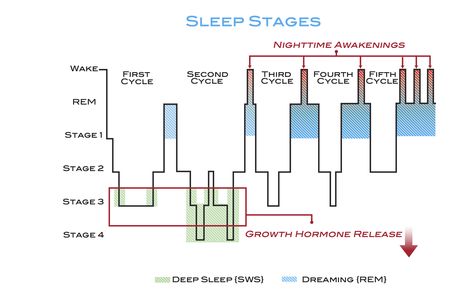 Sleep Cycle Chart, Rem Sleep Cycle, Sleeping Hours, Anatomy Education, Sleep Phases, Sleep Talking, Stages Of Sleep, Rem Sleep, Sleep Health