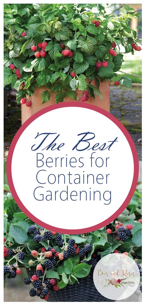 The Best Berries for Container Gardening| Container Gardening, Container Gardening for Beginners, Container Garden Ideas, Container Gardening Vegetables, Gardening, Garden Ideas, Gardening TIps, Gardening Tricks Vegetable Garden Boxes, Fruit Trees In Containers, Gemüseanbau In Kübeln, Vertical Vegetable Garden, Container Vegetables, Tomato Garden, Container Gardening Vegetables, Growing Tomatoes, Container Garden