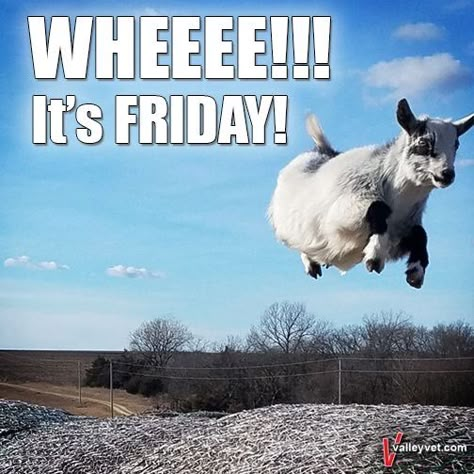 Tgif Humor Happy Friday, Tgif Humor, Quotes About Friday, Happy Friday Humour, Day Of The Week Quotes, Friday Pics, Hello Funny, Morning Meme, Good Morning Meme