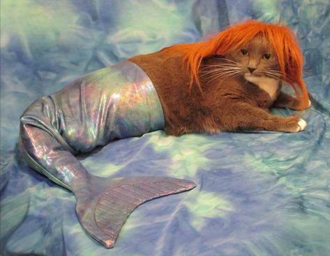 From all corners of the internet, these were the costumes that won Halloween this year. Only 363 days 'til we can do this again! Halloween Meme, Funny Animal Images, Mermaid Cat, Halloween Memes, Mom Pictures, Funny Mom Jokes, Pet Day, Pets Funny, Funny Mom