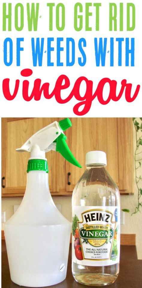 Vinegar For Weeds, Uses For White Vinegar, Scandinavian Coastal, Kill Weeds, Frugal Gardening, Coastal Nursery, Vinegar Uses, Boho Scandinavian, Diy Sprays