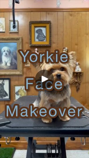 263K views · 8.5K reactions | Yorkie Face Makeover | We love a good Yorkie Face Makeover 😍. Shoutout to Wahl Animal Ambassador @rachelcolantgrooming for the great cut! | By Wahl Animal USA | Facebook Yorkie Teddy Bear Cut, Yorkie Puppy Haircuts, Yorkie Puppy Cut, Grooming Yorkies, Yorkie Cuts, Face Makeover, Yorkie Hairstyles, Puppy Haircut, Face Trimmer