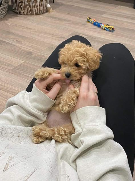 maltese poodle mix toy maltipoo puppy pup dog cute belly teddy bear breed mixed inspo adorable Maltese Poodle Mix Dogs, Maltese And Yorkie Mix Puppy, Teddy Bear Dog Breed, Maltipoo Puppy Brown, Miniature Maltipoo, Maltipoo Puppy Aesthetic, Maltipoo Aesthetic, Maltipoo Full Grown, Teddy Bear Dogs