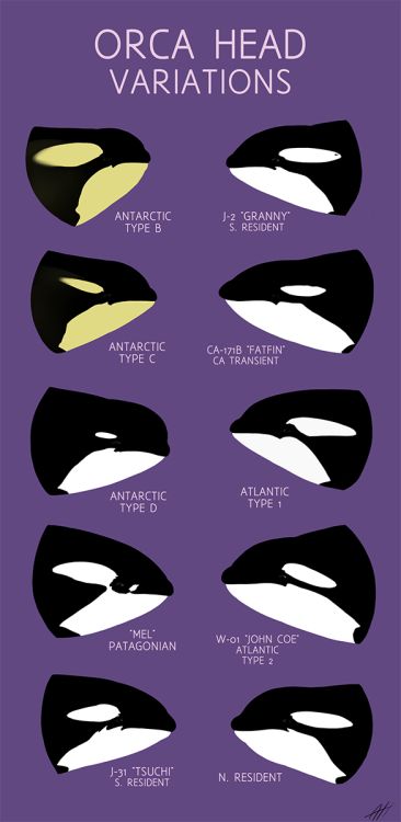 Ocra Whale, Orca Art, Orca Tattoo, 동화 삽화, Orca Whales, Marine Biologist, Oceanography, Marine Mammals, Marine Biology