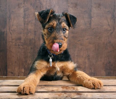 Airedale Puppy, Airedale Terrier Puppies, Rehome Dog, Cat City, Welsh Terrier, Pet Boutique, Purebred Dogs, Terrier Puppies, Terrier Puppy