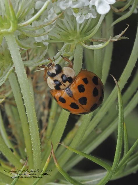 multicolored Asian lady beetle (Harmonia axyridis) Asian Lady Beetles, Miraculous Au, Field Journal, Lady Beetle, Arachnids, Beetles, Japanese Women, Alfredo, Moth