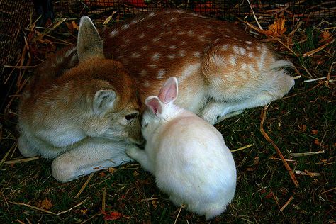 Taking a Nap | Flickr - Photo Sharing! Bambi And Thumper, Oh Deer, Baby Deer, Sweet Animals, The Grass, Animals Friends, Beautiful Creatures, Animals Beautiful