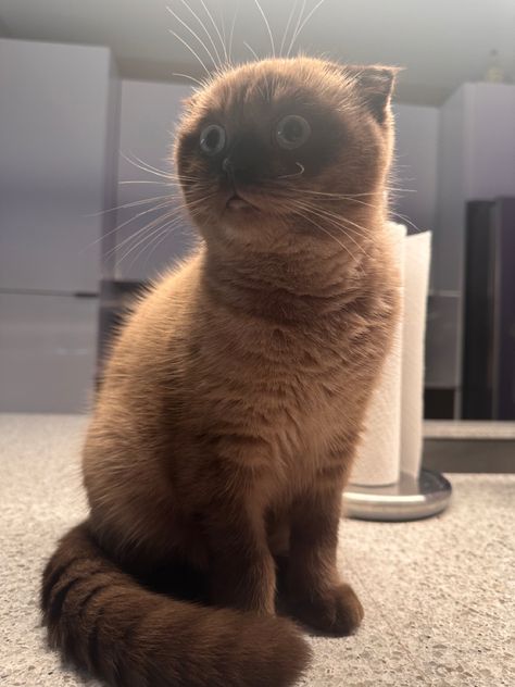 brown cat sitting looking cute and shocked Brown Scottish Fold, Scottish Fold Kittens, Scottish Fold Cat, Fold Cat, Scottish Fold, Service Dog, Silly Animals, Soft Brown, Cat Girl