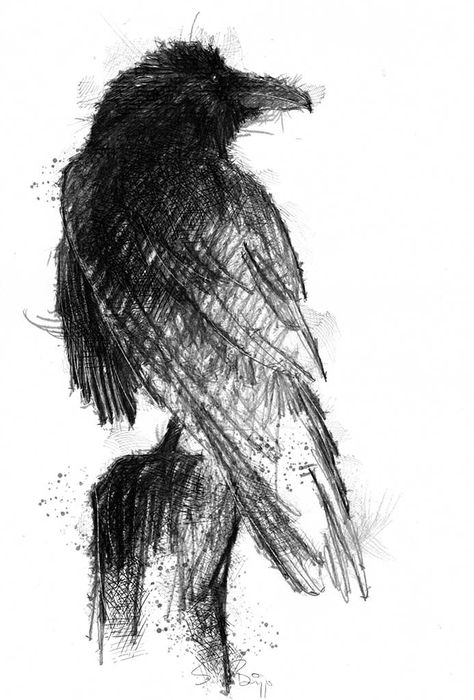 Crow | SeanBriggs The Crows, Crows, A Drawing, Black Bird, Sketch, White, Black, Art