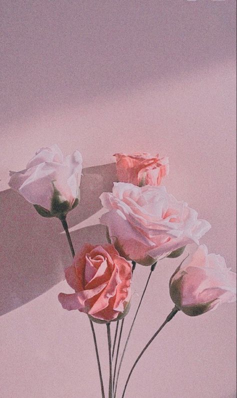 Pink Roses Aesthetic, Chinese Office, Roses Aesthetic, Aesthetic Flowers, My Boss, Beauty Standards, Pink Aesthetic, What If, Simple Design