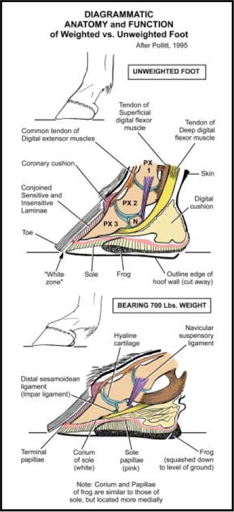 Veterinary Anatomy, Equine Anatomy, Horse Hoof, Healthy Horses, Animals Information, Horse Anatomy, Hoof Care, Vet School, Horse Health