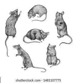 Rat Drawings Sketches, Pencil Drawings Sketches, Rat Sketch, Mouse Sketch, Sketch Images, Animal Action, Mouse Drawing, Realistic Drawing, Mouse Rat