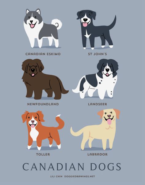 Dogs of the World! | Modern Dog magazine Different Breeds Of Dogs, Different Types Of Dogs, Breeds Of Dogs, 강아지 그림, Dog Print Art, Types Of Dogs, Different Dogs, Water Dog, Springer Spaniel