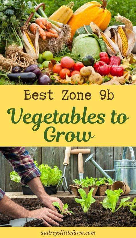 Zone 9 Gardening, How To Harvest Lettuce, Spring Vegetable Garden, Vegetable Planting Guide, Zone 9b, Vegetables To Plant, Florida Winter, Grafting Plants, Arizona Gardening