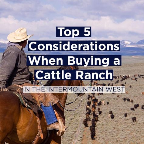 Top 5 Considerations When Buying a Cattle Ranch in the Intermountain West • Mirr Ranch Group Forgotten Skills, Starting A Farm, Cattle Ranch, Blue Heeler Dogs, Shih Tzu Funny, Ranches For Sale, Bureau Of Land Management, Cattle Ranching, Land Management