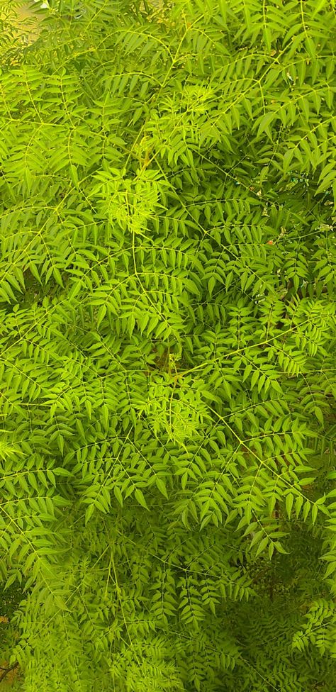 Neem leaves wallpaper Neem Tree Images, Neem Leaves, Neem Tree, Leaf Photography, Water Pollution, Leaves Wallpaper, Lion Pictures, Tree Images, Leaf Background