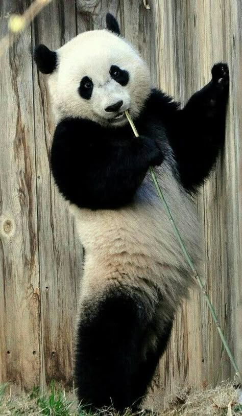 Standing Panda Bear! Panda Standing, Panda Panda, Panda Bears, Panda Love, Giant Panda, 웃긴 사진, Baby Panda, Kung Fu Panda, Red Panda