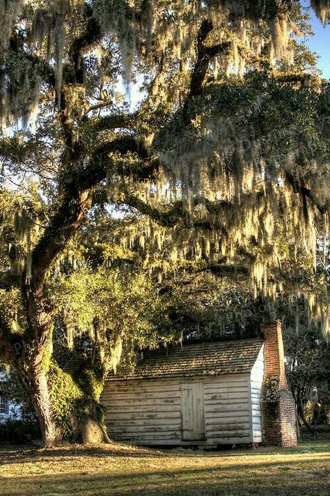 South Carolina Lowcountry, Southern Plantations, Antebellum Homes, Live Oak Trees, Southern Life, Southern Gothic, Oak Trees, Live Oak, Spanish Moss