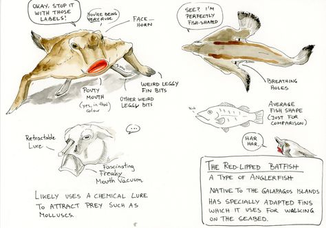 Red Lipped Batfish, Drawing And Colouring, Winsor And Newton, Winsor And Newton Watercolor, Molluscs, Angler Fish, Unusual Animals, Galapagos Islands, Winsor & Newton