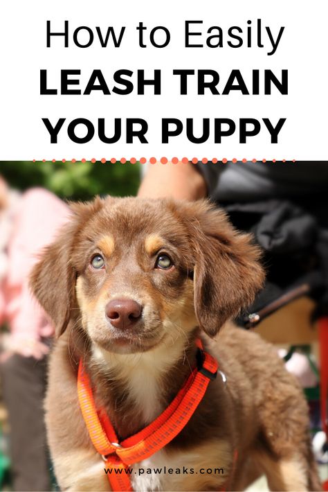 How To Leash Train A Puppy, How To Train A Puppy To Walk On A Leash, Puppy Leash Training, Baby Frenchie, Leash Training Puppy, Puppy Essentials, Corgi Breeds, Train Your Puppy, Training Puppy