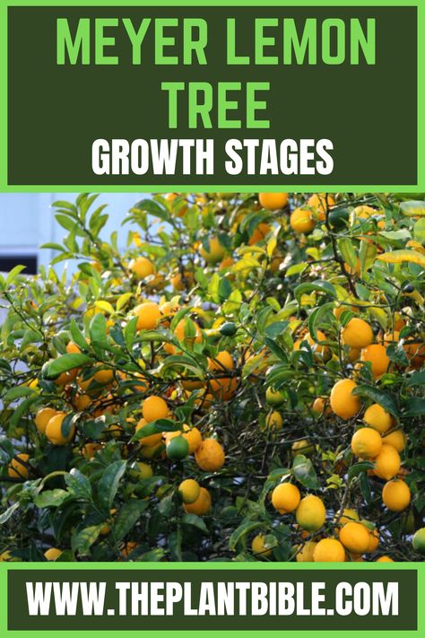 Meyer Lemon Tree Growth Stages Meyer Lemon Tree Potted, Meyer Lemon Tree Indoor, Lemon Growing, Meyer Lemon Tree Care, Lemon Tree Potted, Indoor Lemon Tree, Growing Lemon Trees, Growing Citrus, Lemon Plant