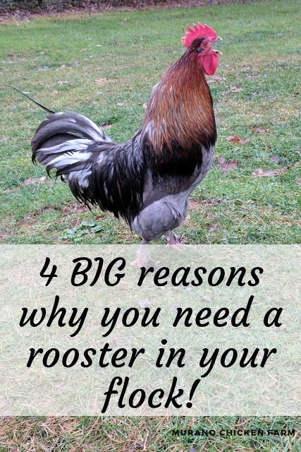 Best Rooster Breeds Backyard Chickens, Rosters Chicken, Rooster Pen, Chicken Math, Rooster Garden, Raising Turkeys, Chicken Raising, Rooster Breeds, Portable Chicken Coop