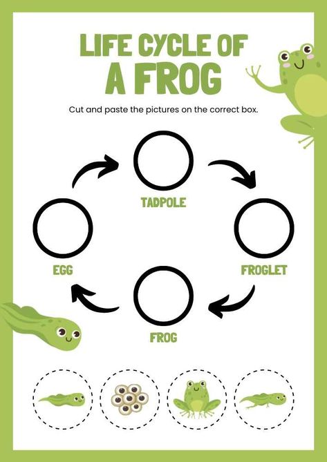 Life Cycle of A Frog English Animal Worksheet Life Cycle Of Frog Preschool, Life Cycle Of Frog Worksheet, Life Cycle Of Animals Worksheet, The Life Cycle Of A Frog, Animal Life Cycles Preschool, Frog Cycle Crafts Preschool, Free Life Cycle Printables, Life Cycle Of A Frog Craft, Life Cycle Activities For Preschoolers