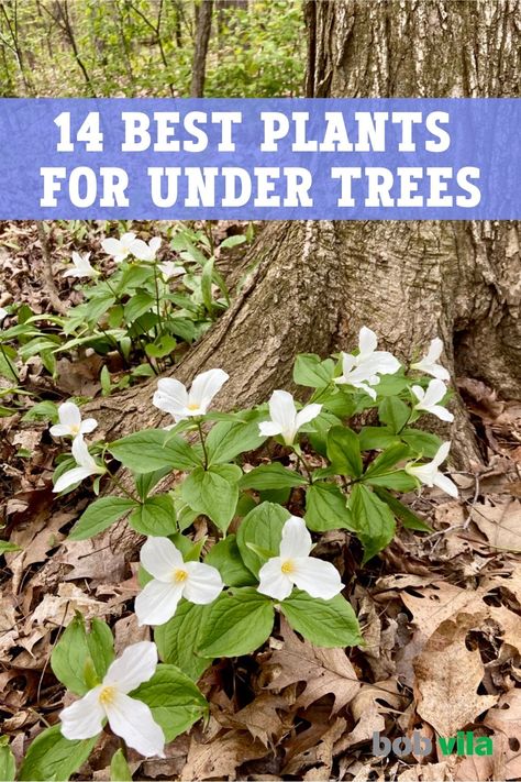 Ferns Under Trees, Plants For Under Trees, Garden Ideas Under Trees, Plants Under Trees, Shade Garden Plants, Lenten Rose, Outdoor Designs, Garden Wallpaper, Shade Flowers