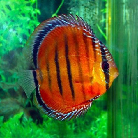 Discus Fish For Sale, Aquascape Ideas, Natural Aquarium, Fish Freshwater, Fish Colorful, Discus Aquarium, Saltwater Aquarium Fish, Betta Aquarium, Tropical Fish Aquarium