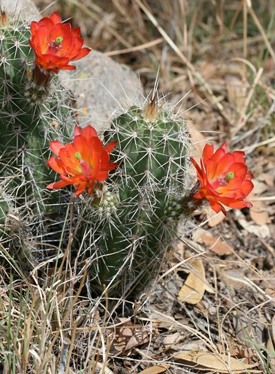 Echinocereus sp. - Claret-cup Cactus, Scarlet Hedgehog Cactus, Crimson Hedgehog Cactus Claret Cup Cactus, Arizona Wildflowers, Hedgehog Cactus, Carlsbad Caverns National Park, Carlsbad Caverns, Hummingbird Flowers, Vascular Plant, Lavender Plant, Desert Cactus