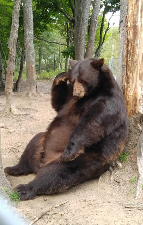 Oswald's Bear Ranch Pinterest Photos Bears Sitting, Tattoo Nature, Brown Bears, Funny Bears, Bear Photos, Bear Pictures, Bear Art, Silly Animals, Grizzly Bear