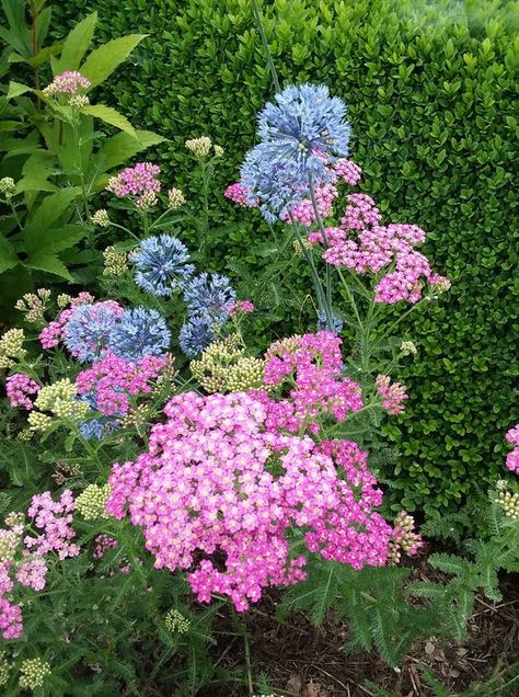 ‘Pretty Belinda’ yarrow (Achillea millefolium) with blue globe onion (Allium azureum) – perennials Allium Azureum, Achillea Millefolium, Botanical Gardens, Garlic, Perennials, Flowers, Plants