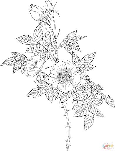 Rose Coloring, Sunflower Coloring Pages, Rose Coloring Pages, Rose Sketch, Sunflower Colors, Copper Rose, Unique Gardens, Coloring Pages Printable, Page Ideas